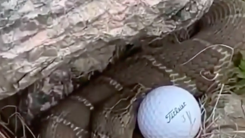 Golf fans react as a player's ball STOPS next to a SNAKE!